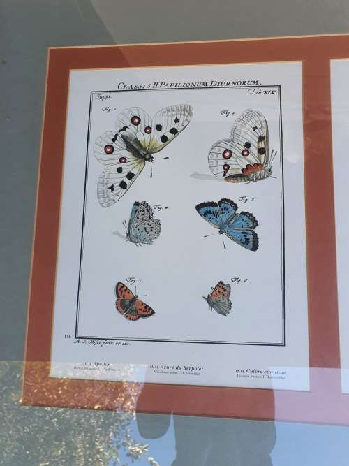Very nice framed large butterfly print