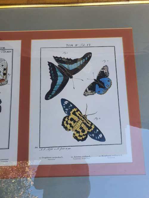 Very nice framed large butterfly print