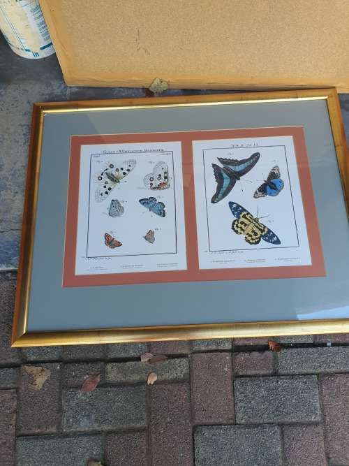 Very nice framed large butterfly print