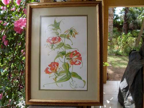 A RATHER LOVELY FRAMED PENCIL & WATERCOLOUR SIGNED JOYCE SIMPSON OF A WELL KNOWN PLANT & IT'S FLOWER