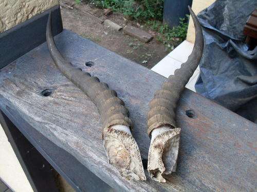 HAVE NO IDEA HOW OR WHERE TO LIST THESE. ASSUMED OLD PAIR OF BUCK HORNS FOR THE MAN CAVE / HUNTER?