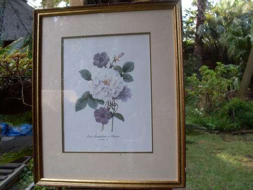 VINTAGE FRAMED ROSE PRINT BY P J REDOUTE '79