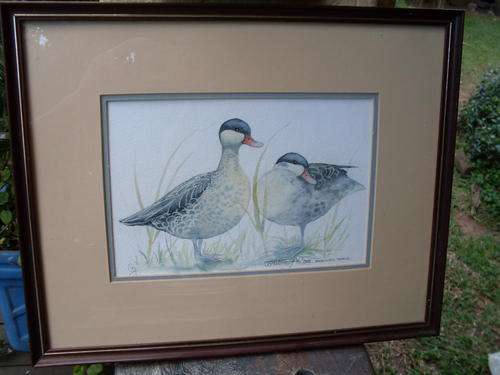 SOUTH AFRICAN?? LOVELY VINTAGE ORIGINAL SIGNED FRAMED WATERCOLOUR OF DUCKS
