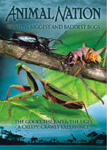 Animal Nation: The World's Biggest and Baddest Bugs - DVD - new