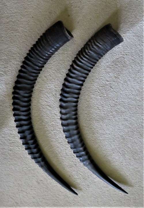 SABLE HORNS