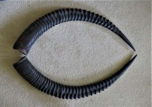 SABLE HORNS
