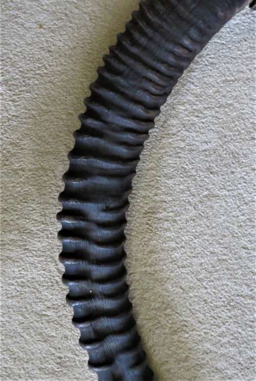 SABLE HORNS