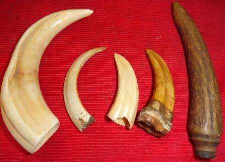 Miscellaneous collection of tusks/horns etc (five in total)