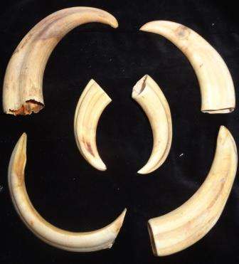 Six warthog tusks-different sizes.