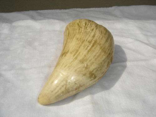 SPERM WHALE TOOTH (ivory looking)