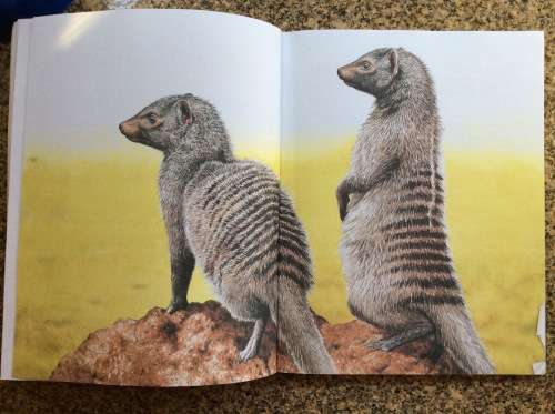 When Lion Could Fly: And Other Tales from Africa  Nick Greaves, Rod Clement