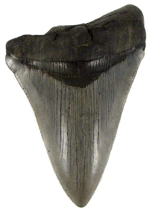 10cm Genuine MEGALODON Shark Tooth Fossil - 18 Million Year Old Genuine Fossil