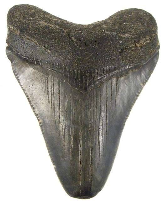 6.2cm Genuine MEGALODON Shark Tooth Fossil - 18 Million Year Old Genuine Fossil