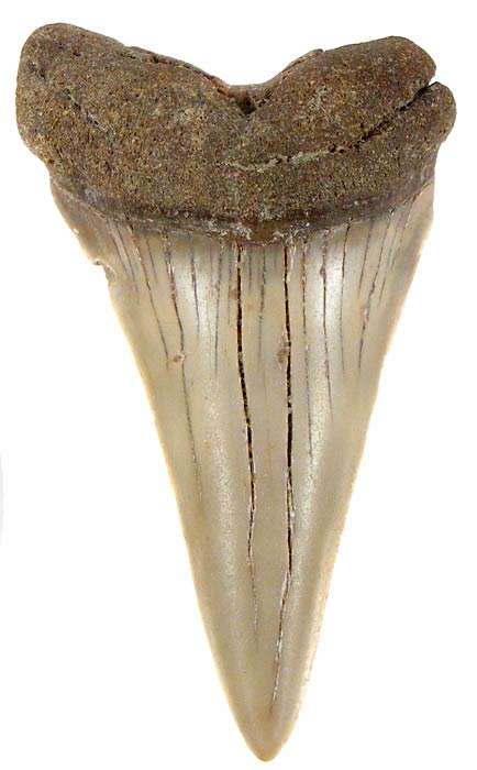 6.1cm Mako Shark Tooth Fossil! - Genuine Ancient Fossil