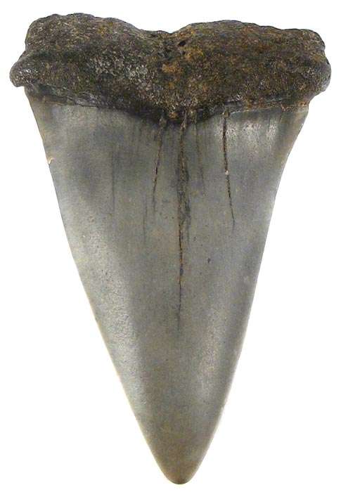 5.9cm Mako Shark Tooth Fossil! - Genuine Ancient Fossil