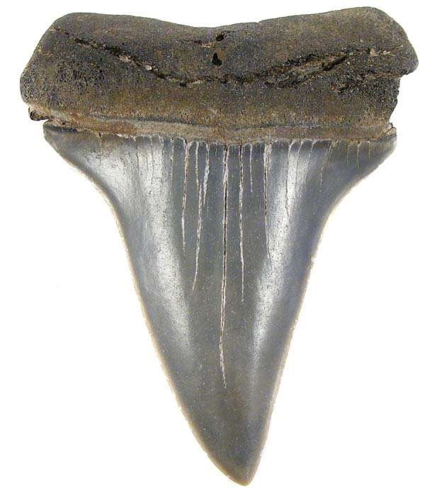 5.2cm Mako Shark Tooth Fossil! - Genuine Ancient Fossil