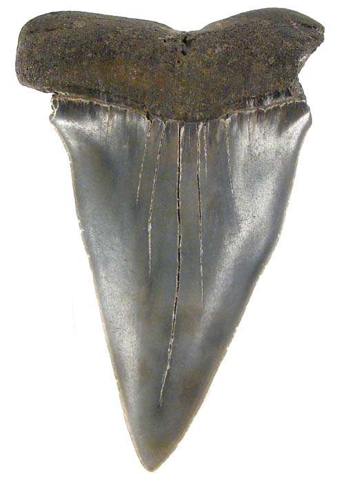 6cm Mako Shark Tooth Fossil! - Genuine Ancient Fossil