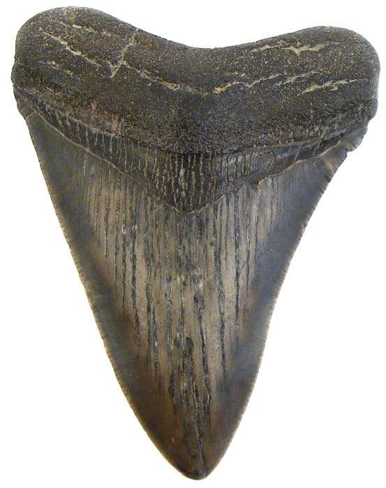 8.9cm Genuine MEGALODON Shark Tooth Fossil - 18 Million Year Old Genuine Fossil