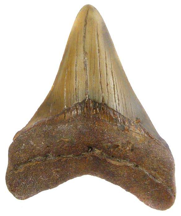 Nice Colour! 9cm Genuine MEGALODON Shark Tooth Fossil - 18 Million Year Old Genuine Fossil