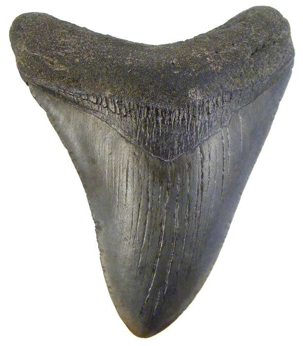9.7cm Genuine MEGALODON Shark Tooth Fossil - 18 Million Year Old Genuine Fossil