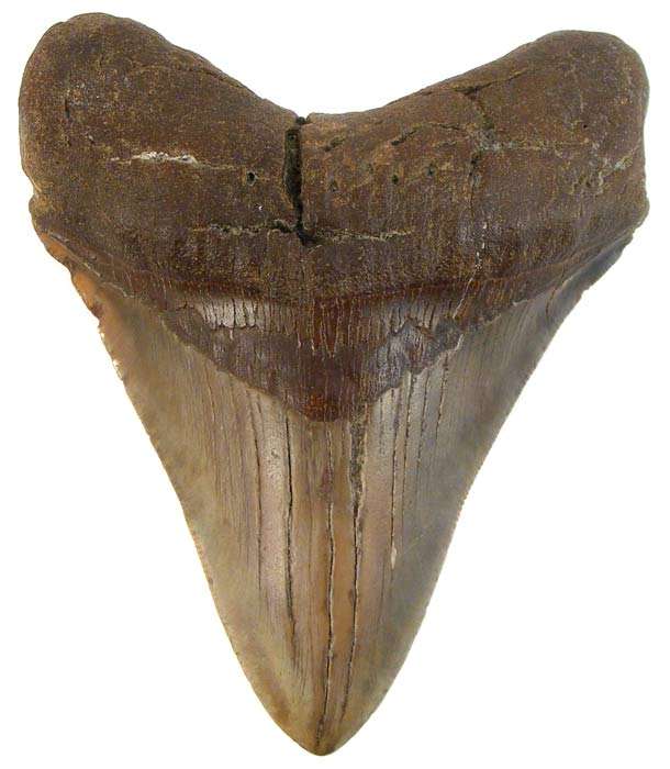 Massive 12.2cm Genuine MEGALODON Shark Tooth Fossil - 18 Million Year Old Genuine Fossil
