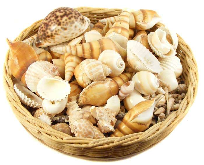 Lot of various shells - over 1.5kg.