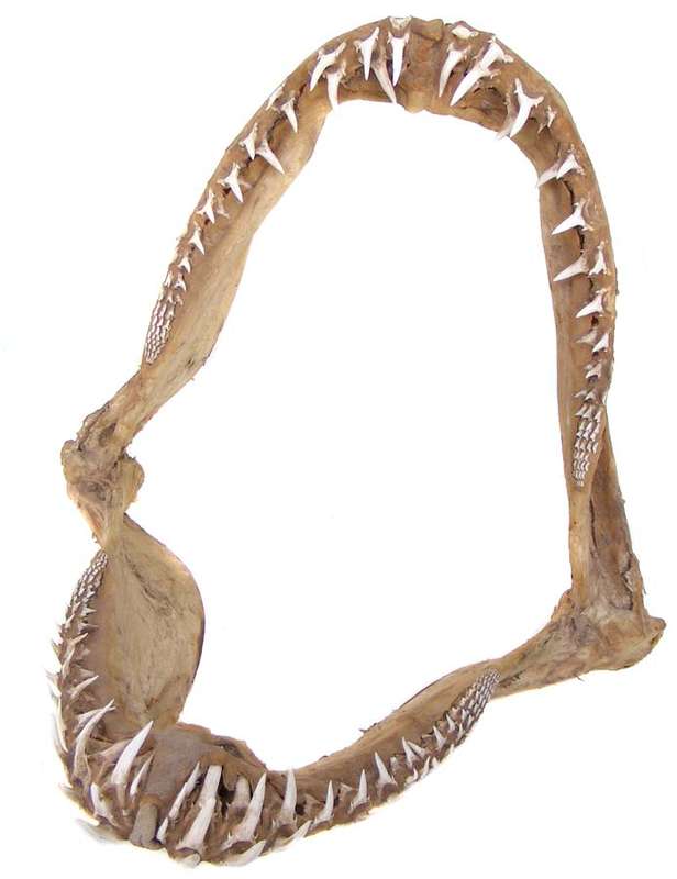 Set Of Ragged Tooth Shark Jaws!