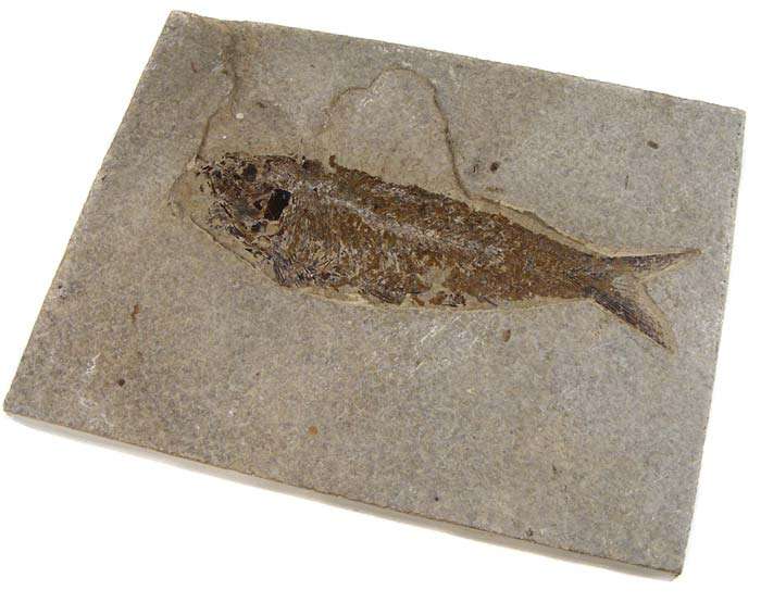 Authentic Eocene Knightia Eocaena Fish Fossil 16cm x 12cm- 50 Million year old Ancient Fish