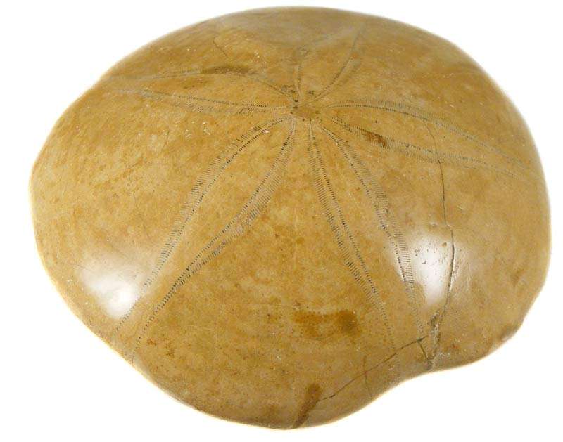 Authentic Jurassic Pygurus Echinoid Sea Urchin Fossil 160 Million year old dinosaur sand dollar!