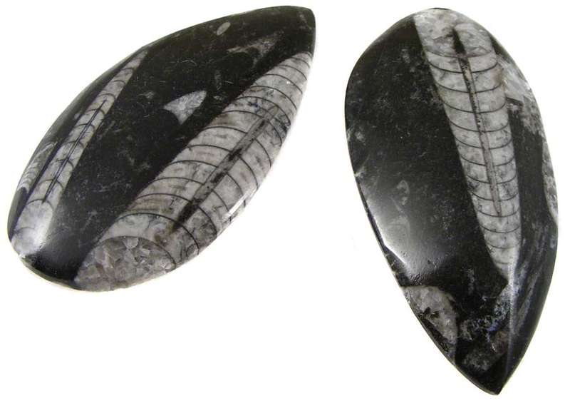 Authentic Devonian Orthoceras Squid Fossils 390 Million year old specimens in matrix