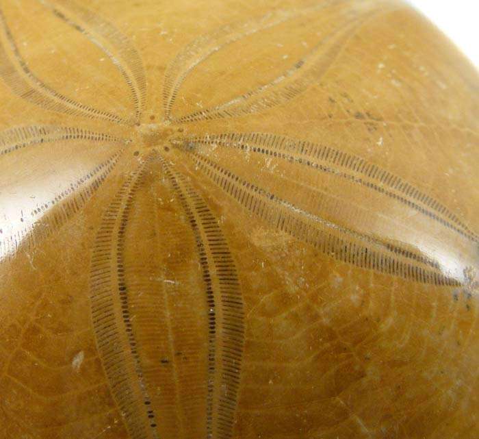 Authentic Jurassic Pygurus Echinoid Sea Urchin Fossil 160 Million year old dinosaur sand dollar!