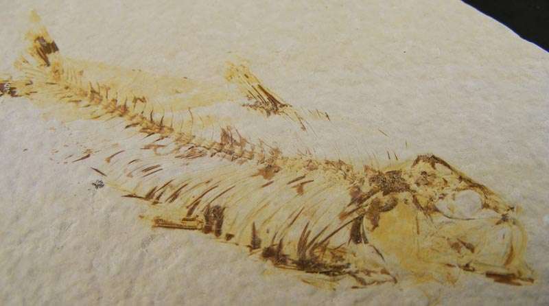 Authentic Eocene Epoch Knightia Eocaena Fish Fossil - Authentic 50 Million year old Ancient Fish