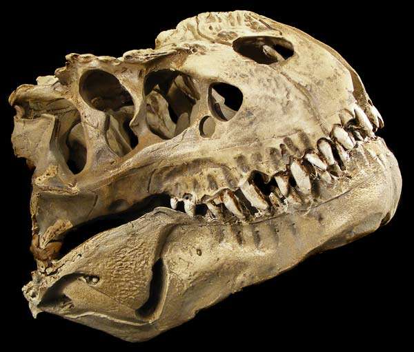 Awesome Tyrannosaurus Rex 1:12 Fossil Skull Replica - Handpainted Resin - Great display piece!