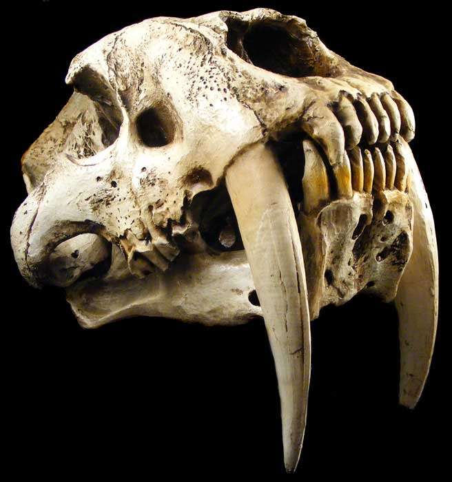 Stunning Full Size Smilodon Fatalis - Sabre Tooth Cat Fossil Skull Replica - Handpainted Resin