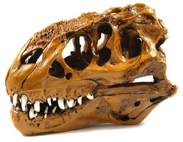 Awesome Tyrannosaurus Rex 1:12 Fossil Skull Replica - Handpainted Resin - Great display piece!