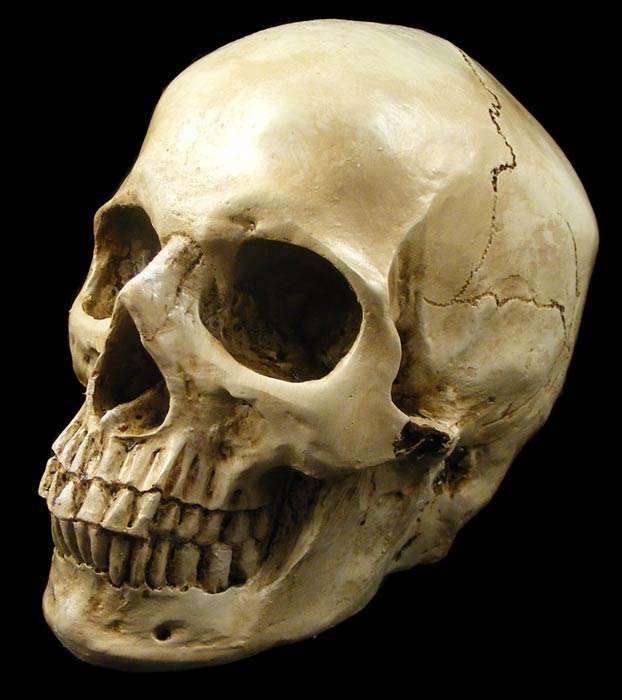 Awesome Ancient Human Skull Replica - Very Realistic - Actual size