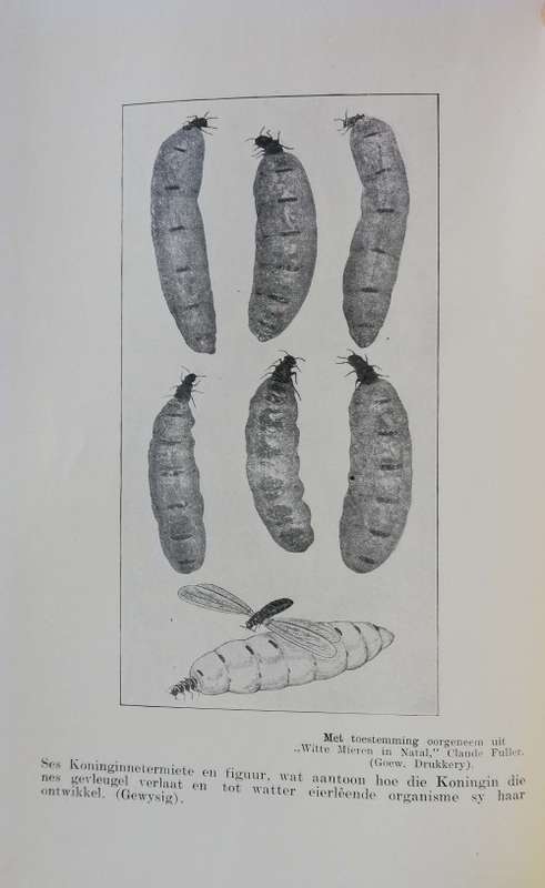 Die Siel van die Mier. First Edition with rare dust jacket