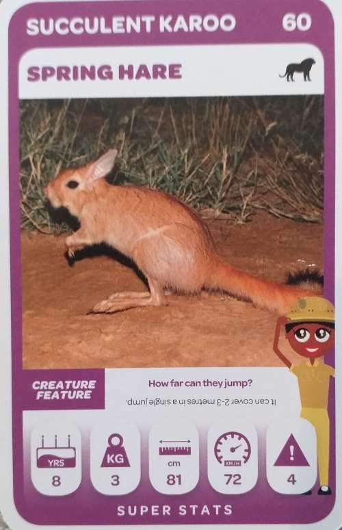 Spring hare pick and pay card