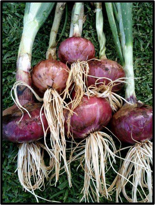 ONION - RED CREOLE - 100 SEED - SEE DESCRIPTION.