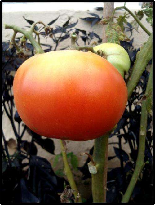 TOMATO - ACE 55 - 12 SEED - SEE DESCRIPTION.