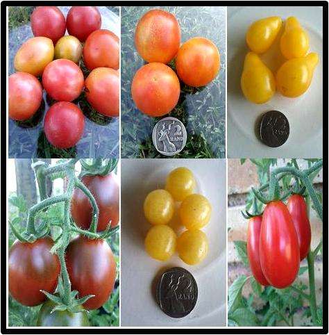 COLOURFUL CHERRY TOMATO 6 PACK - 6 SEED OF EACH - SEE DESCRIPTION.