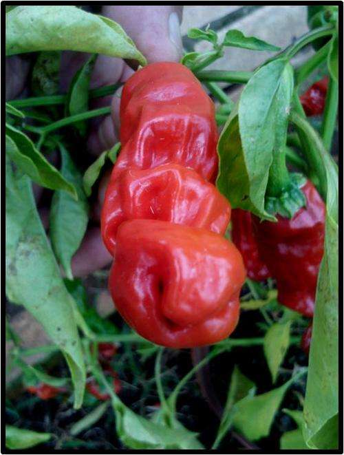 RED PETER PEPPER ( HOT ) - 20 SEED - SEE DESCRIPTION.