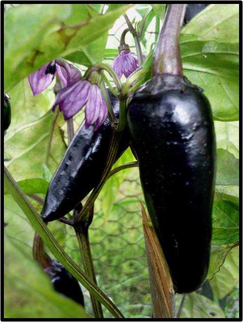 CZECHOSLOVAKIAN BLACK PEPPER ( MILD ) - 15 SEED - SEE DESCRIPTION.