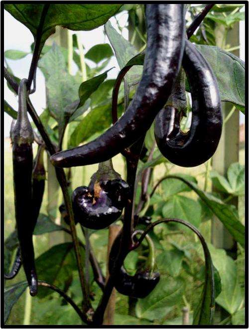 Pepper - Purple cayenne ( Hot ) - 10 Seeds - See description.