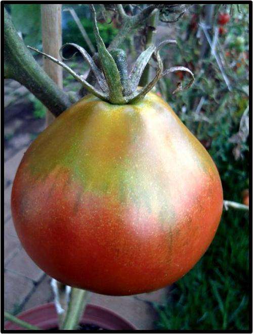 JAPANESE BLACK TRIFELE TOMATO - 20 SEED - SEE DESCRIPTION.