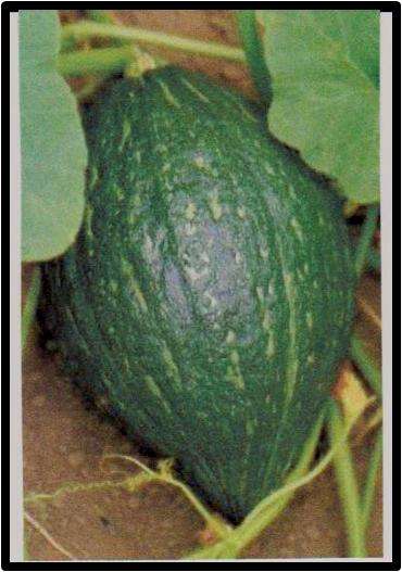 SQUASH - GREEN HUBBART - 10 SEED - SEE DESCRIPTION.