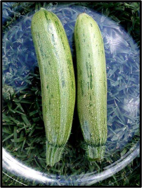 ZUCCHINI SQUASH ( BABY MARROW ) - GENOVESE - 10 SEED - SEE DESCRIPTION.