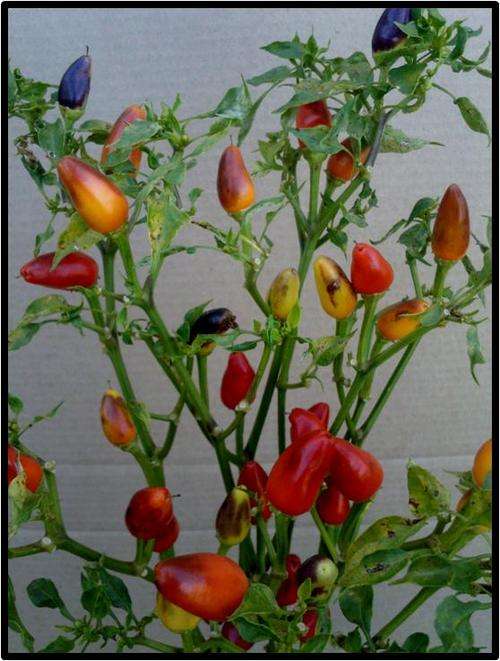 PEPPER - PURIRA ( VERY HOT ) - 10 SEED - SEE DESCRIPTION.