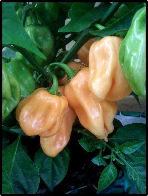 PEPPER - HABANERO PEACH ( EXTREMELY HOT ) - 10 SEED - SEE DESCRIPTION.