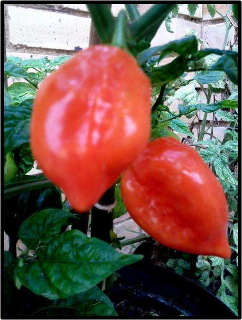 TRINIDAD SCORPION PEPPER ( EXTREMELY HOT ) - 10 SEED - SEE DESCRIPTION.